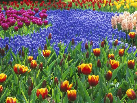 River of Flowers, Keukenhof Wallpapers Images Photos Pictures Backgrounds