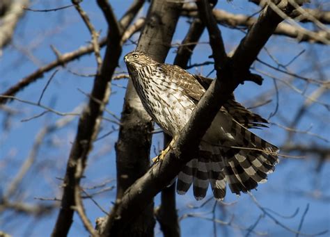 Cooper's Hawk - Owen Deutsch Photography