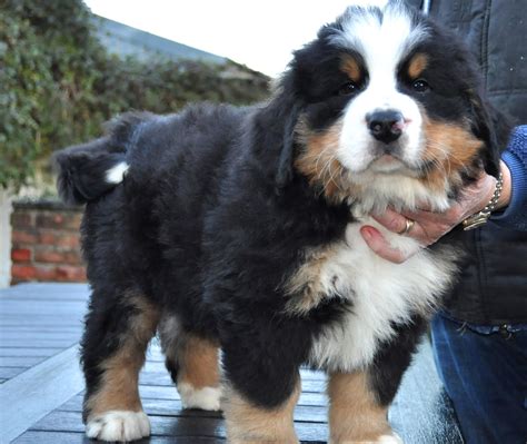 Bernese Puppies | Holebrook Farm | Bernese mountain dog puppy, Bernese puppy, Mountain dogs