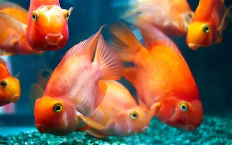 Blood Parrot Cichlid Size: How Big Do They Get? - AquariumNexus