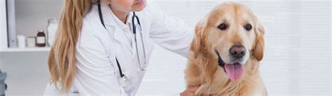 Emergency Vet Universal City - 24 Hour Emergency Vet Near Me