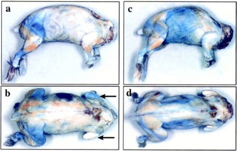 Macroscopic evaluation of Evans blue staining after int | Open-i