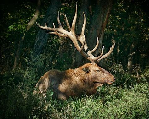 American Elk 2 Photograph by Nikolyn McDonald | Fine Art America