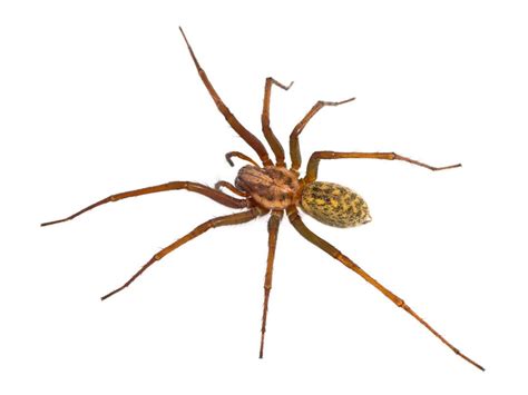 Are Hobo Spiders Dangerous? Valuable Facts to Know about Utah’s Hobo Spider