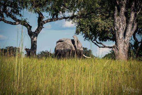 Into The Wild. An Okavango Delta Safari Botswana.