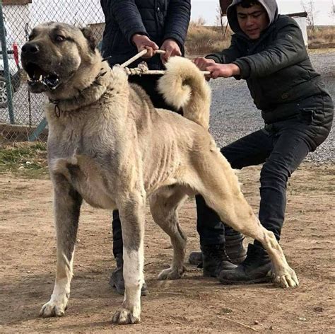 ceymer 26 kangal | Kangal köpeği, Köpek türleri, Köpek