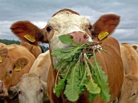 dandelion | Cow, Eating dandelions, Cow feed