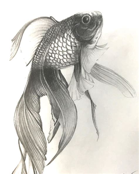 Fish Pencil Sketch ~ Pencil Fish Carp Drawing Sketch Drawings ...