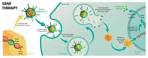 3.6: Viral Mediated Delivery of Genes to Neurons - Medicine LibreTexts