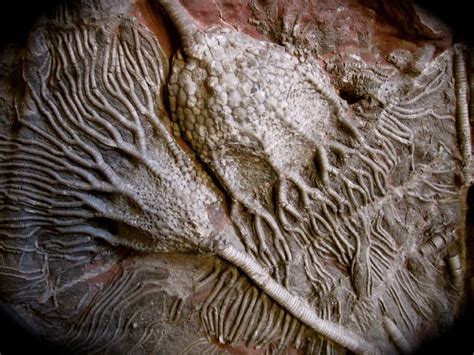 Scyphocrinites elegans Crinoid Fossil—Phylum Echinodermata, Class Crinoidea, Family ...