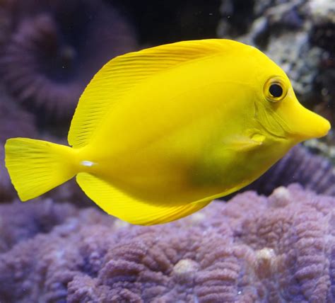 Picture of a yellow surgeonfish - About Wild Animals