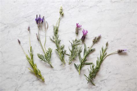 Everything You Need to Know About Lavender (Plus 5 Kinds to Grow) - Gardenista