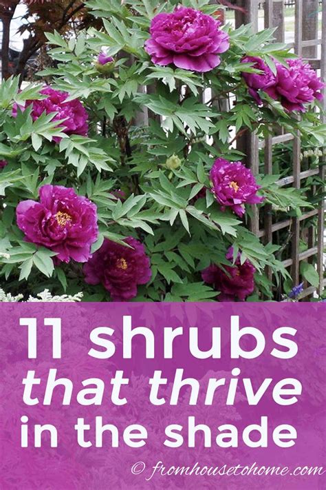 Shade loving shrubs the best bushes to plant under trees – Artofit