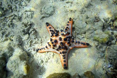 Basic Facts about a Starfish's Biology and Behavior