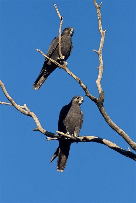 Black Falcon - Birds SA