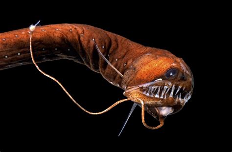 Beautiful bioluminescent creatures light up the deep ocean | Faune ...