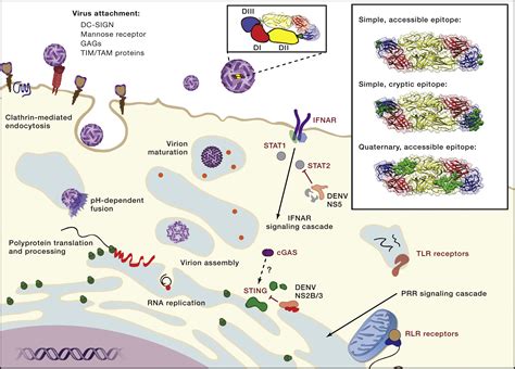 Molecular Insight into Dengue Virus Pathogenesis and Its Implications ...