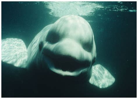 Happy beluga whale : awwwtf