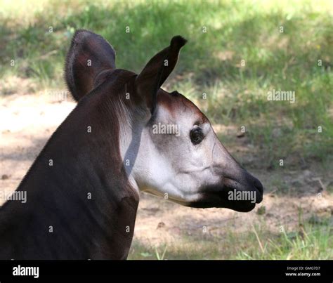 Okapi stripes hi-res stock photography and images - Alamy