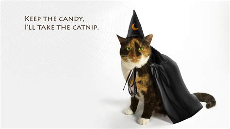 HALLOWEEN CATS - Cats Photo (37735098) - Fanpop