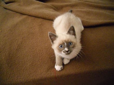 The Rare Snowshoe Cat & Its Unique Characteristics – Pouted Magazine