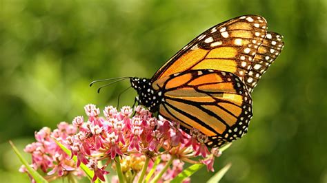 Cómo es la mariposa monarca y por qué hay que protegerla - Carbono News