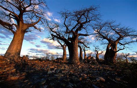 Chobe National Park – Travel guide, Map & More!