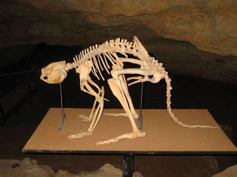 Procoptodon - The giant short faced kangaroo Mounted skeleton on ...