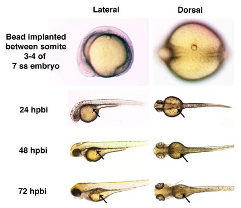 Zebrafish Embryo Diagram