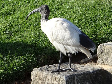 Birders Without Borders: Australian Ibis