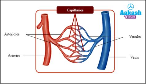 Composition of Lymph in Biology: Definition, Types and Importance of ...