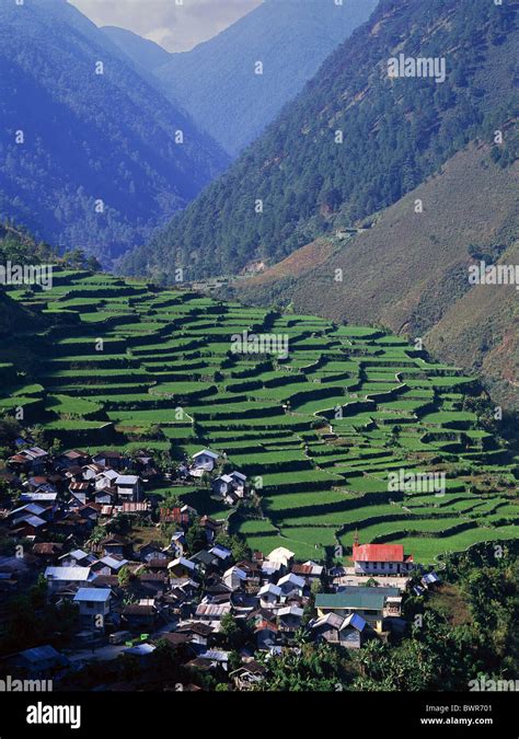 Baguio City Rice Terraces