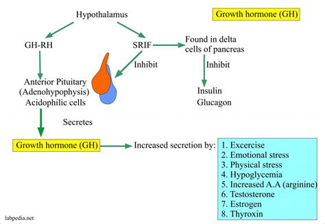 Growth Hormone (GH), Somatotropin Hormone - Labpedia.net