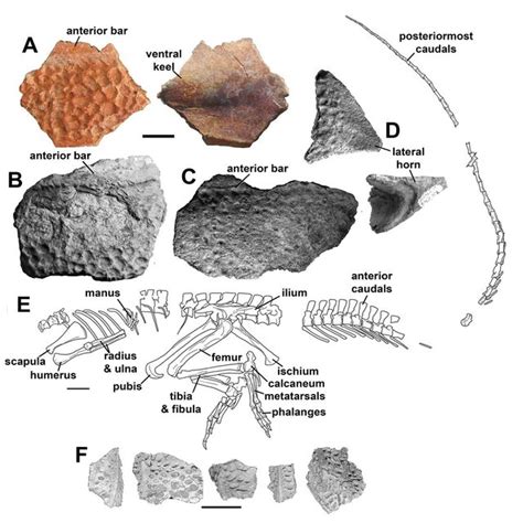 The caecilian skull. A, B, and C are dorsal, palatal and lateral views... | Download Scientific ...