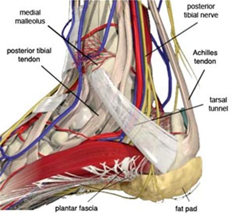 Tarsal Tunnel Syndrome - Foot & Ankle - Orthobullets