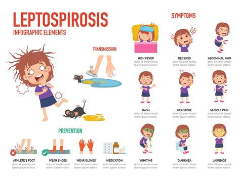 Leptospirosis symptoms and prevention infographic vector illustration ...