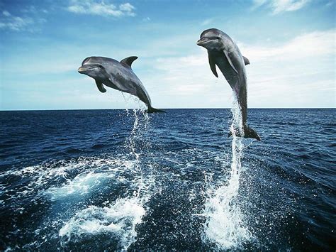 ~♥ Dolphins ♥ ~ - Dolphins Wallpaper (10346679) - Fanpop