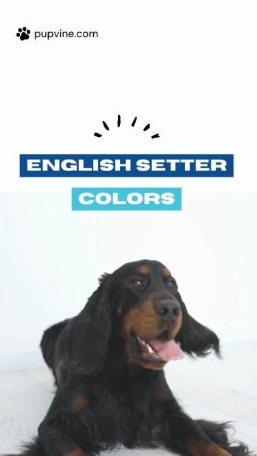 English setter colors the commons and the rares – Artofit