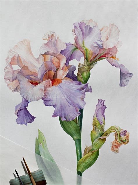 Iris watercolor illustration by Victoria Mezenova. # ...