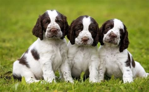 English Springer Spaniel Dog Breed Information, Images, Characteristics, Health