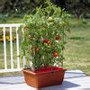 All-in-One Tomato Success Kit | The Green Head