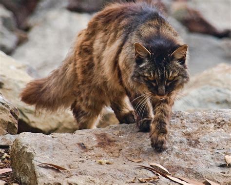 55 Best Photos Feral Cat Behavior Adaptations / Habitat For Cats: A Beautiful Tribute to a ...