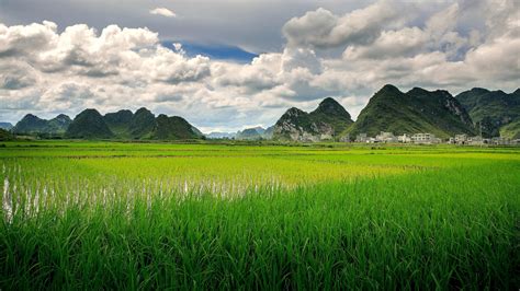 Rice Field Wallpaper