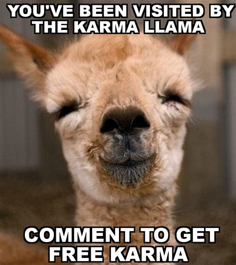 Calm a llama down : r/memes