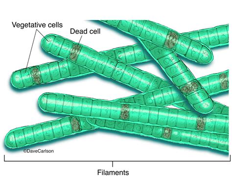 Cyanobacteria (blue-green algae) | Carlson Stock Art