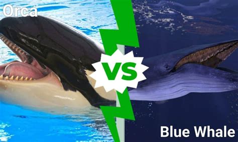 Orca vs Blue Whale: Who Would Win in a Fight? - A-Z Animals