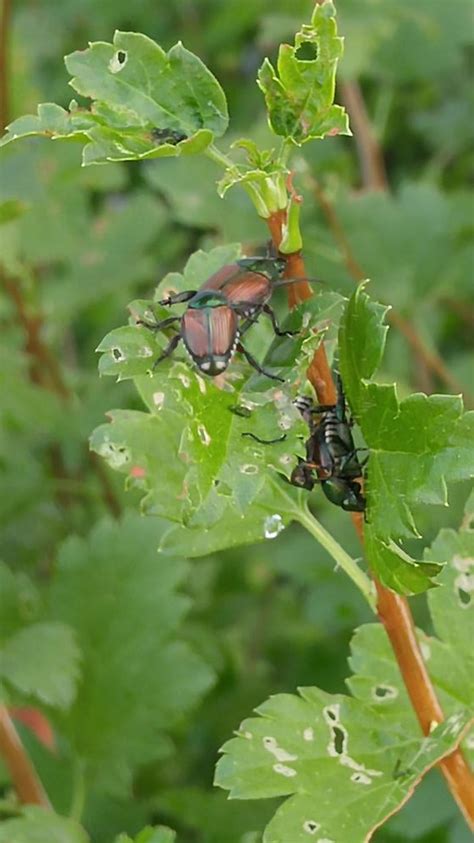 Japanese beetle damage - Quality Cut Lawn Care