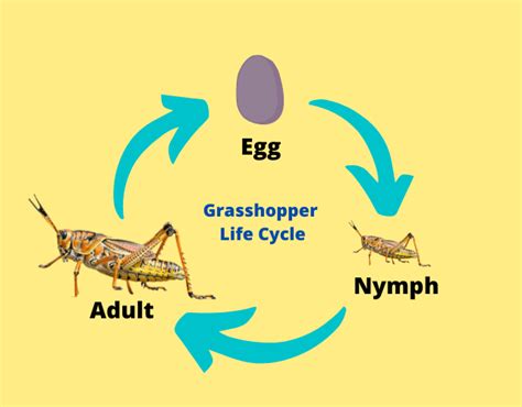 Grasshopper Life Cycle