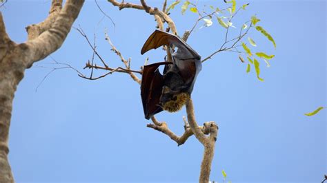 Spectacled flying-fox: The ultimate Wet Tropics specialist