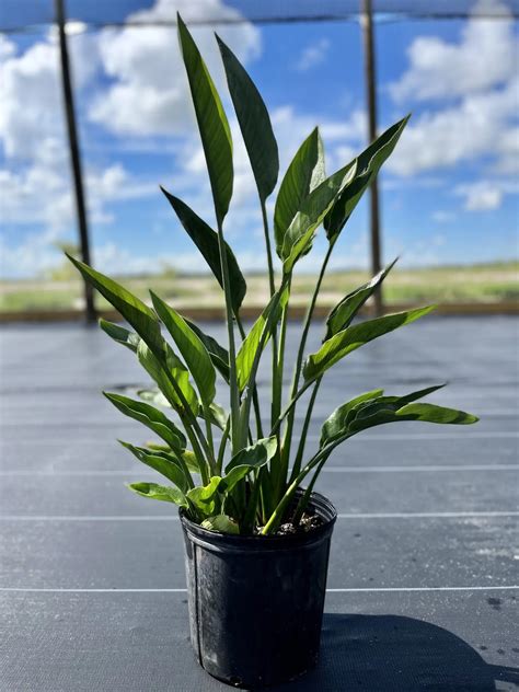 Orange Bird of Paradise Plant potted in Grower Pot At LemonFire.com